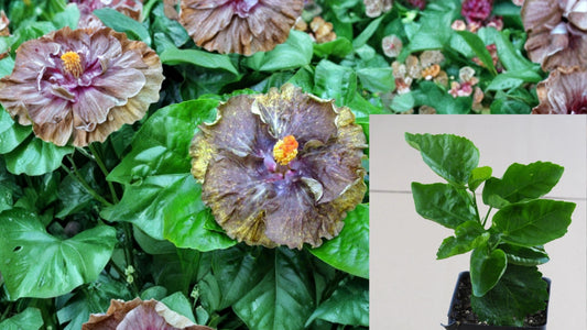 Moorea Crazy Gold Tropical Hibiscus Live Plant – 4.5-Inch Pot