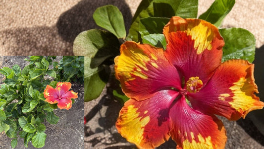 Firelit Sky Tropical Hibiscus 1 Unrooted Cutting – Live Plant Cutting