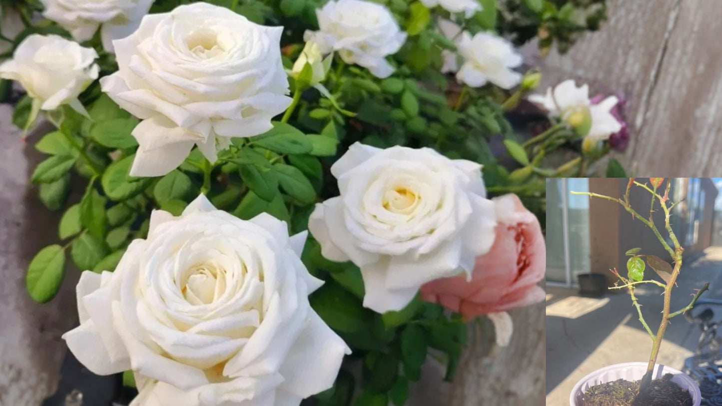 Pope John Paul Rose Live Plant – 4–6 Inch White Hybrid Tea Rose