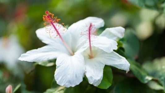 Hawaiian White Hibiscus Live Plant – Hibiscus arnottianus, 2 Ft