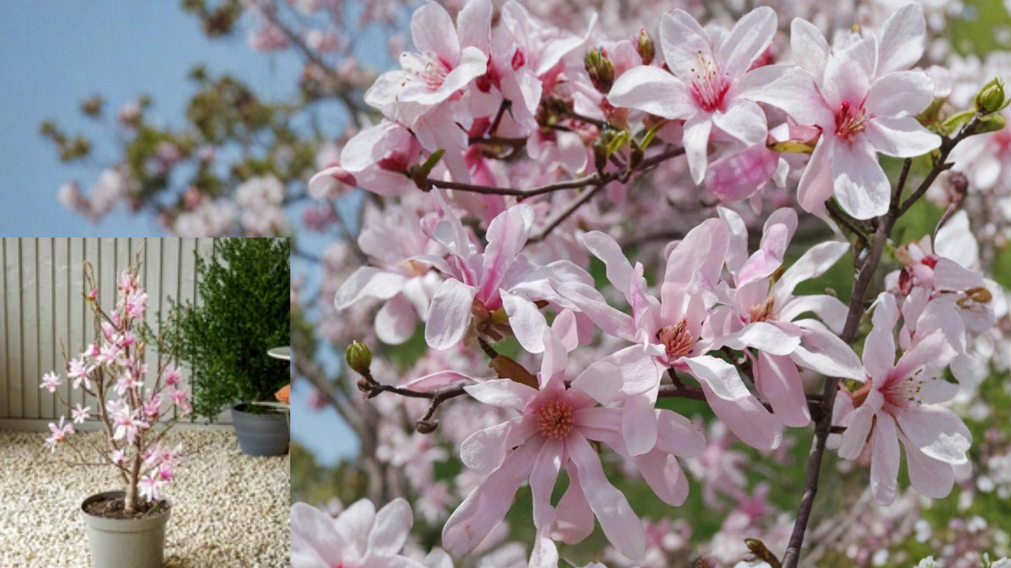 Leonard Messel Magnolia Live Plant 3.5 Inch Pot – Magnolia × loebneri 'Leonard Messel'