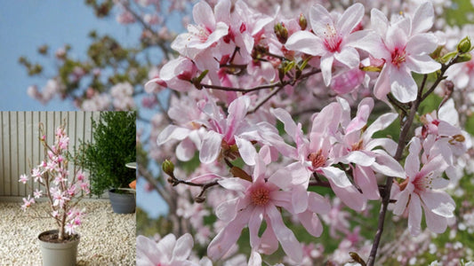 Leonard Messel Magnolia Live Plant 3.5 Inch Pot – Magnolia × loebneri 'Leonard Messel'