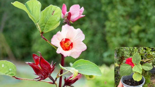 Roselle Hibiscus Sabdariffa Live Plant in Soiled Pot