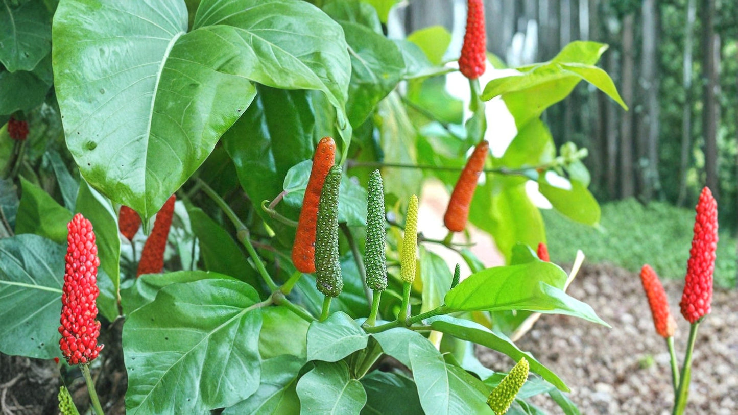 Piper Longum Live Plant – Long Pepper – Piper longum