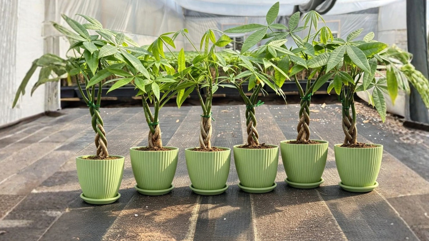 Money Tree Live Plant – Value Grade – Pachira aquatica