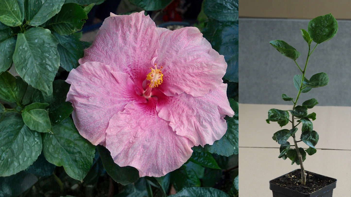 Pink Elephant (HVH-) Tropical Hibiscus – 4.5" Pot – Hibiscus rosa-sinensis