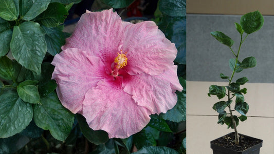 Pink Elephant (HVH-) Tropical Hibiscus – 4.5" Pot – Hibiscus rosa-sinensis
