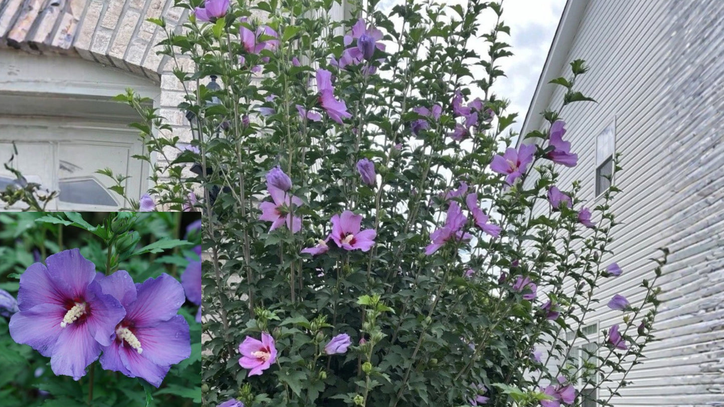 3 Rose of Sharon Live Plants – 2–3 Inch Rooted Starters – Hibiscus syriacus