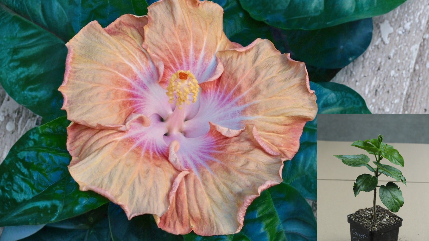 Carrot Cake Tropical Hibiscus Live Plant – 4.5-Inch Pot