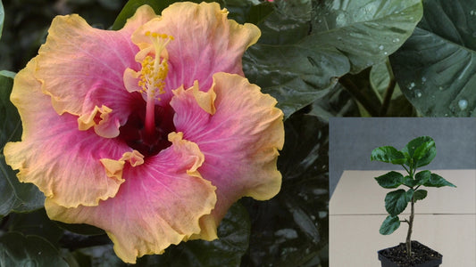 Summer Delight Tropical Hibiscus Live Plant – 4.5-Inch Pot