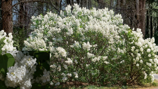 Betsy Ross White Lilac Live Plant 3.5 Inch Pot – Syringa × hyacinthiflora 'Betsy Ross'