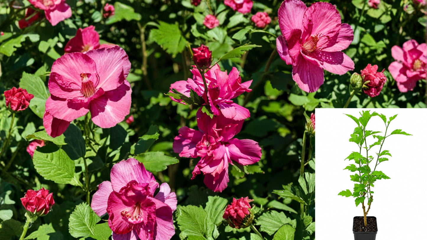 Lucy Rose of Sharon Live Plant – 8+ Inch Tall – Hibiscus syriacus ‘Lucy’