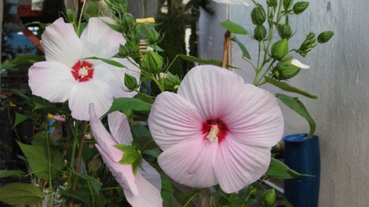 Hardy Hibiscus Luna Pink Swirl Live Starter Plant