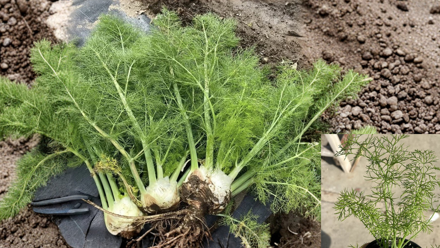 Culinary Fennel Live Plant 4 Inch Pot – Foeniculum vulgare