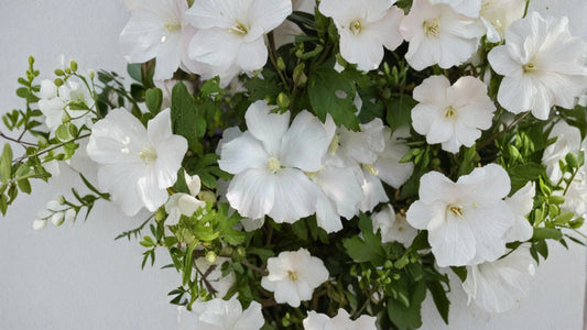 Diana White Hibiscus Althea Live Plant – 1 Quart – Hibiscus syriacus