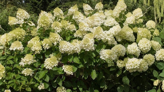 Silver Dollar Hydrangea Live Plant 3.5 Inch Pot – Hydrangea paniculata 'Silver Dollar'