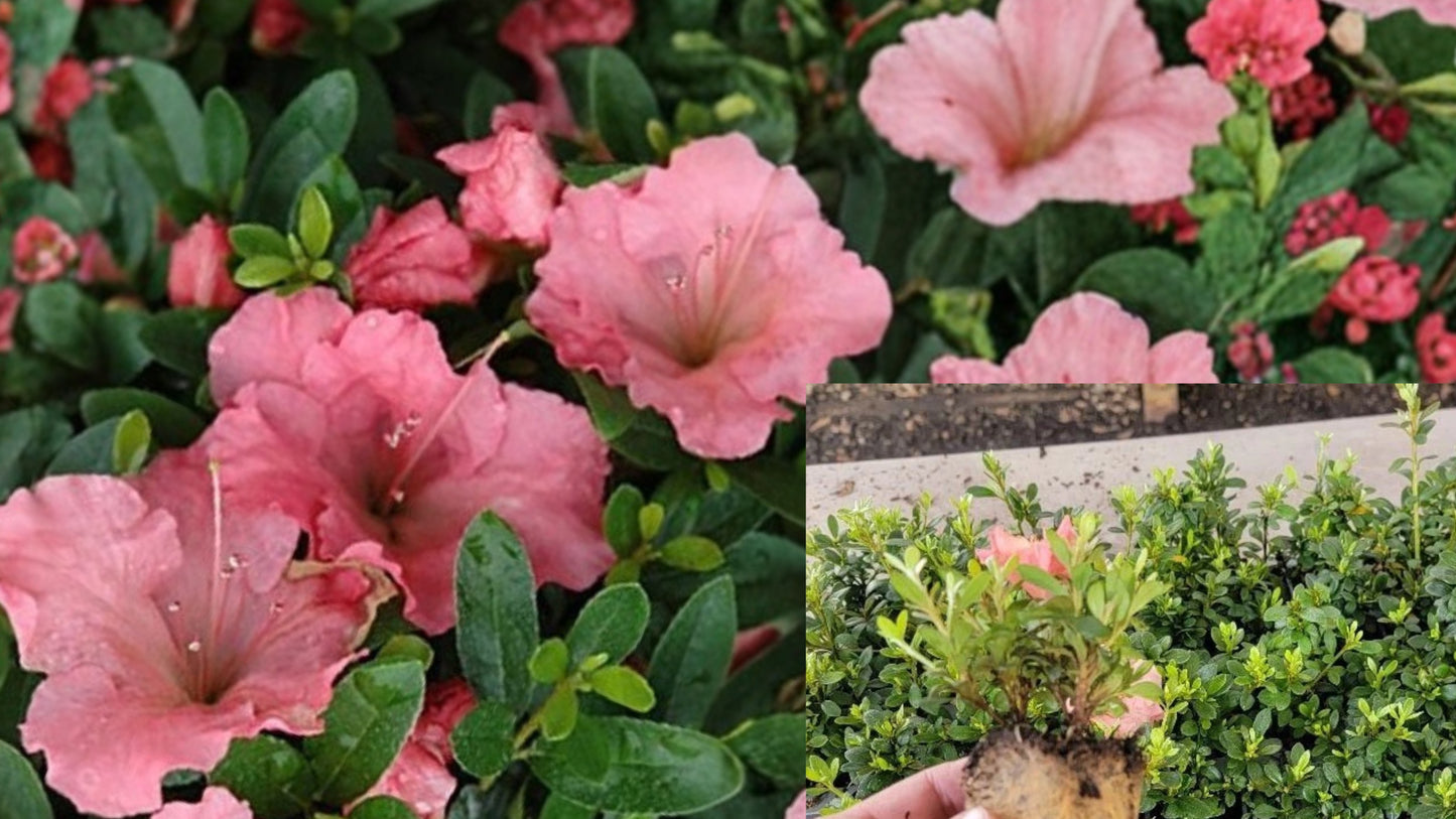 Pink Gumpo Dwarf Azalea Starter Live Plant – Rhododendron 'Gumpo Pink'