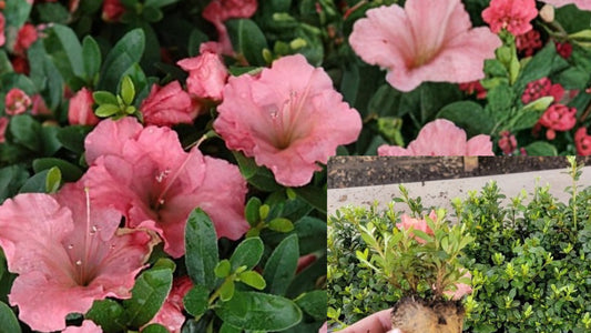 Pink Gumpo Dwarf Azalea Starter Live Plant – Rhododendron 'Gumpo Pink'