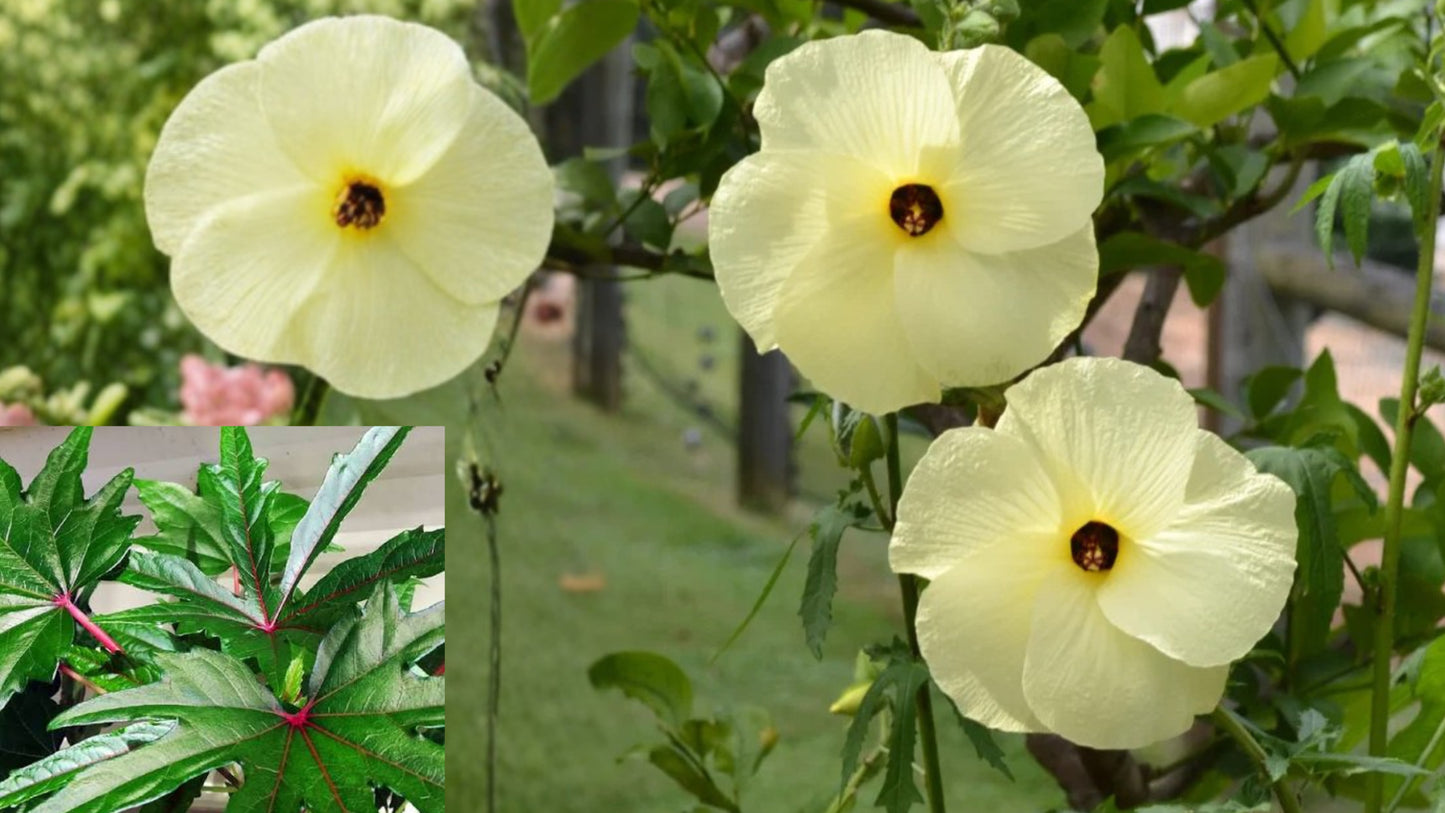 Kubo's Edible Hibiscus 2 Live Plants 4–6 Inch Tall – Abelmoschus manihot