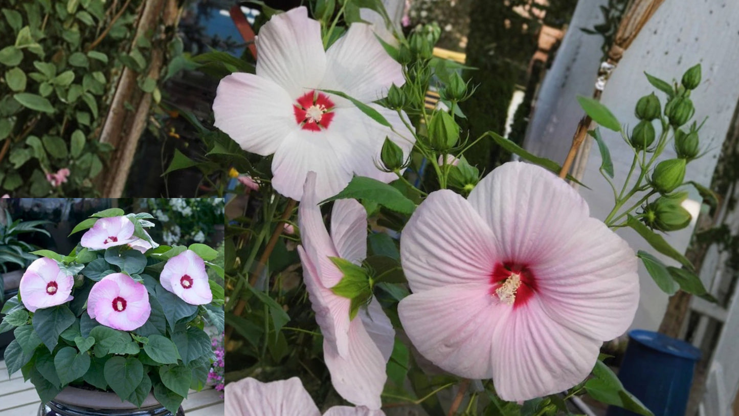 Luna Pink Swirl Hardy Hibiscus Live Starter Plant – Hibiscus moscheutos