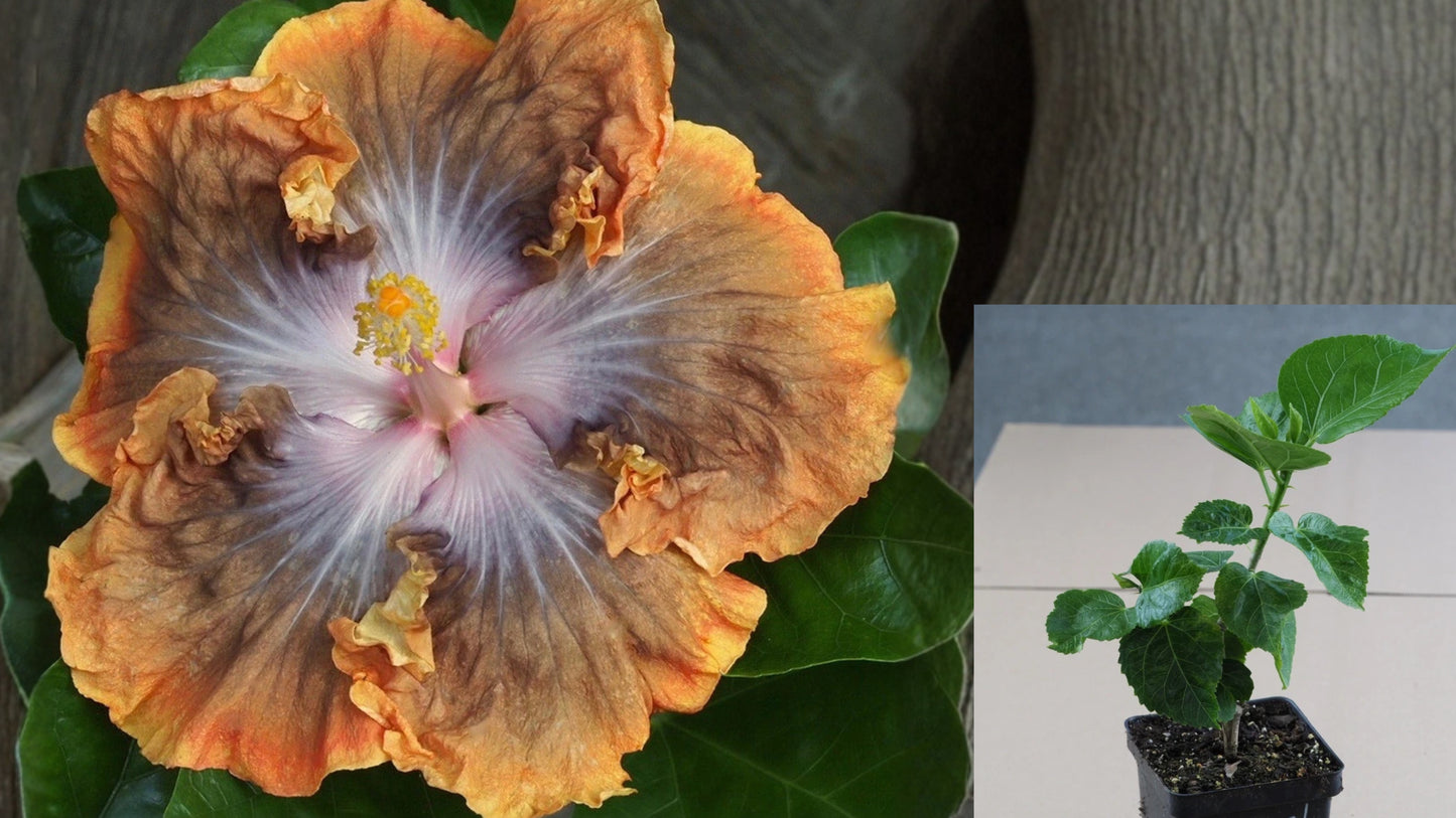 Carmel Dawn Tropical Hibiscus Live Plant – 4.5 Inch Pot