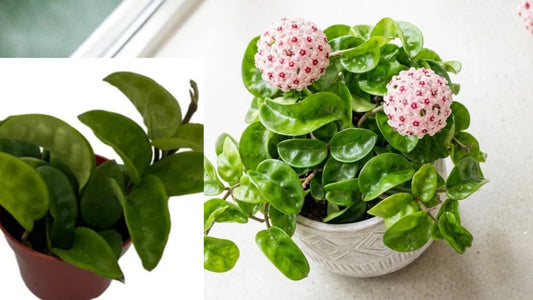Hoya Krinkle Kurl Live Plant 2 Inch Pot – Hoya carnosa 'Krinkle Kurl'