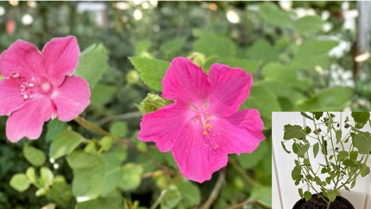 Pavonia Rock Rose Mallow Live Plant – 1 Gallon – Fully Rooted