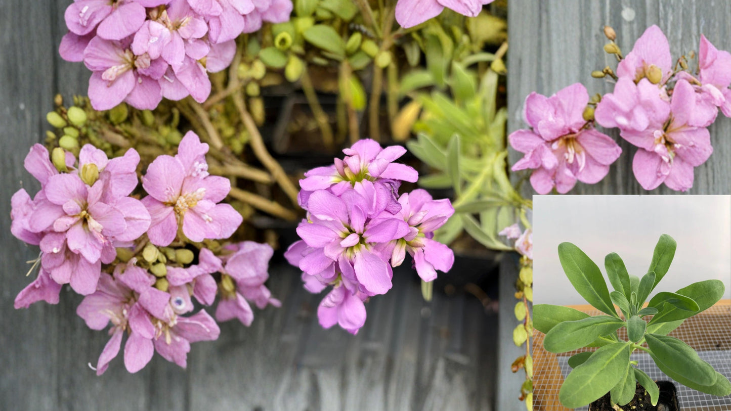 Stock Flower Live Seedlings 4-12 in Tall – Matthiola incana