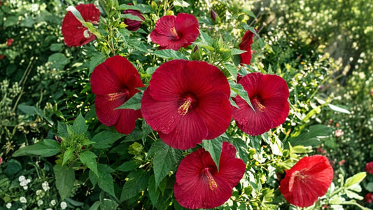 100 Deep Red Giant Hibiscus Seeds – Flower Garden Variety