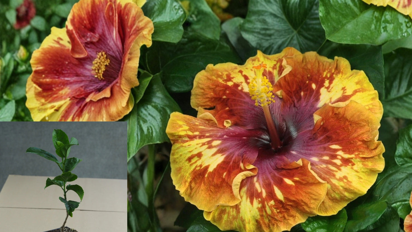 Heartbreak Hotel Tropical Hibiscus – 4.5" Pot – Hibiscus rosa-sinensis