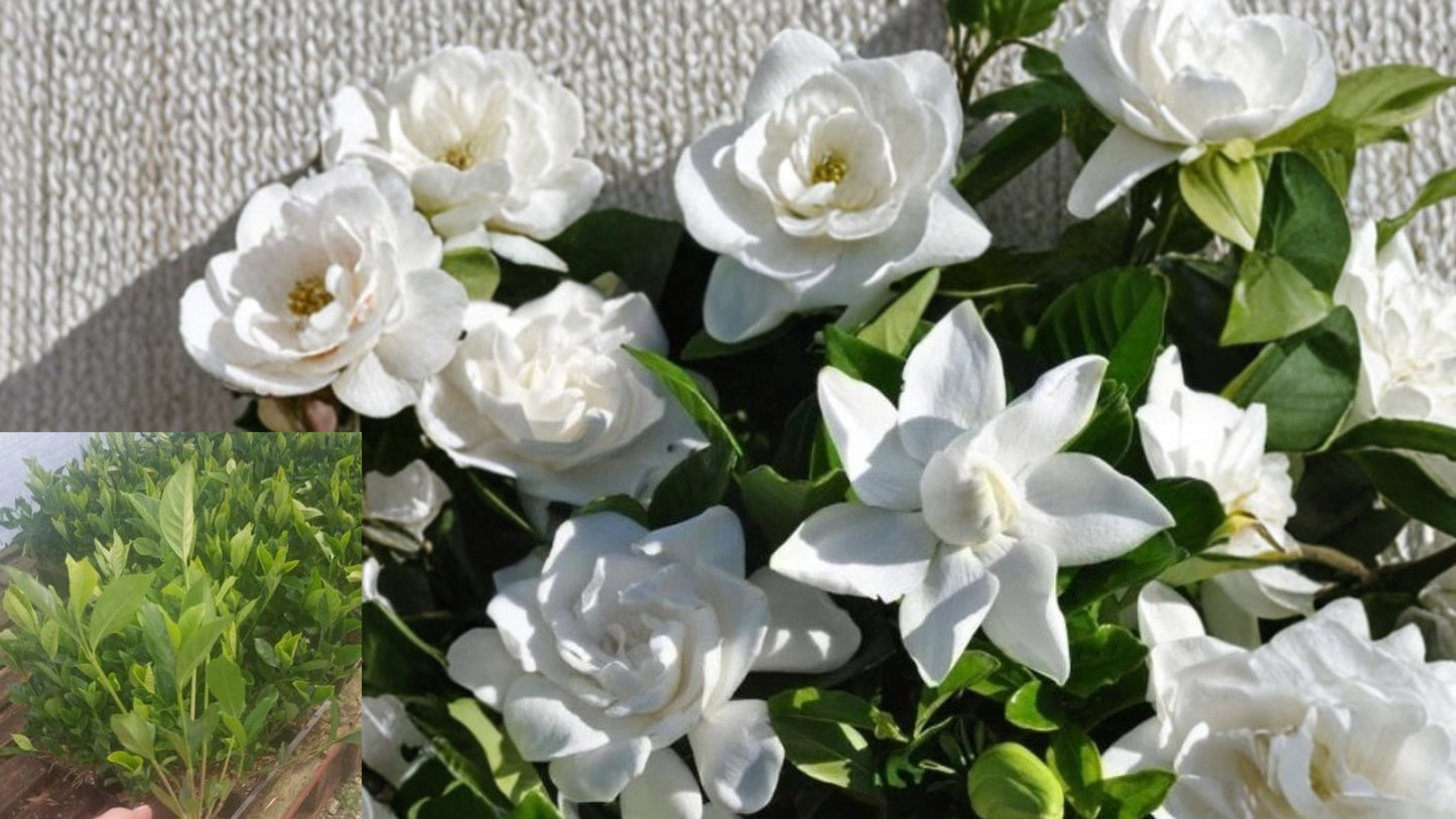 Summer Snow Gardenia® Live Starter Plant – 4L – Gardenia