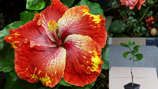 Up and Comer Tropical Hibiscus Live Plant – 4.5 Inch Pot