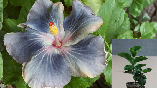 Barbara's Bella Tropical Hibiscus Live Plant – 4.5-Inch Pot