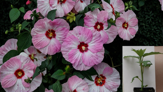 Spinderella Hardy Hibiscus Live Potted Plant – 2.5-Inch Pot