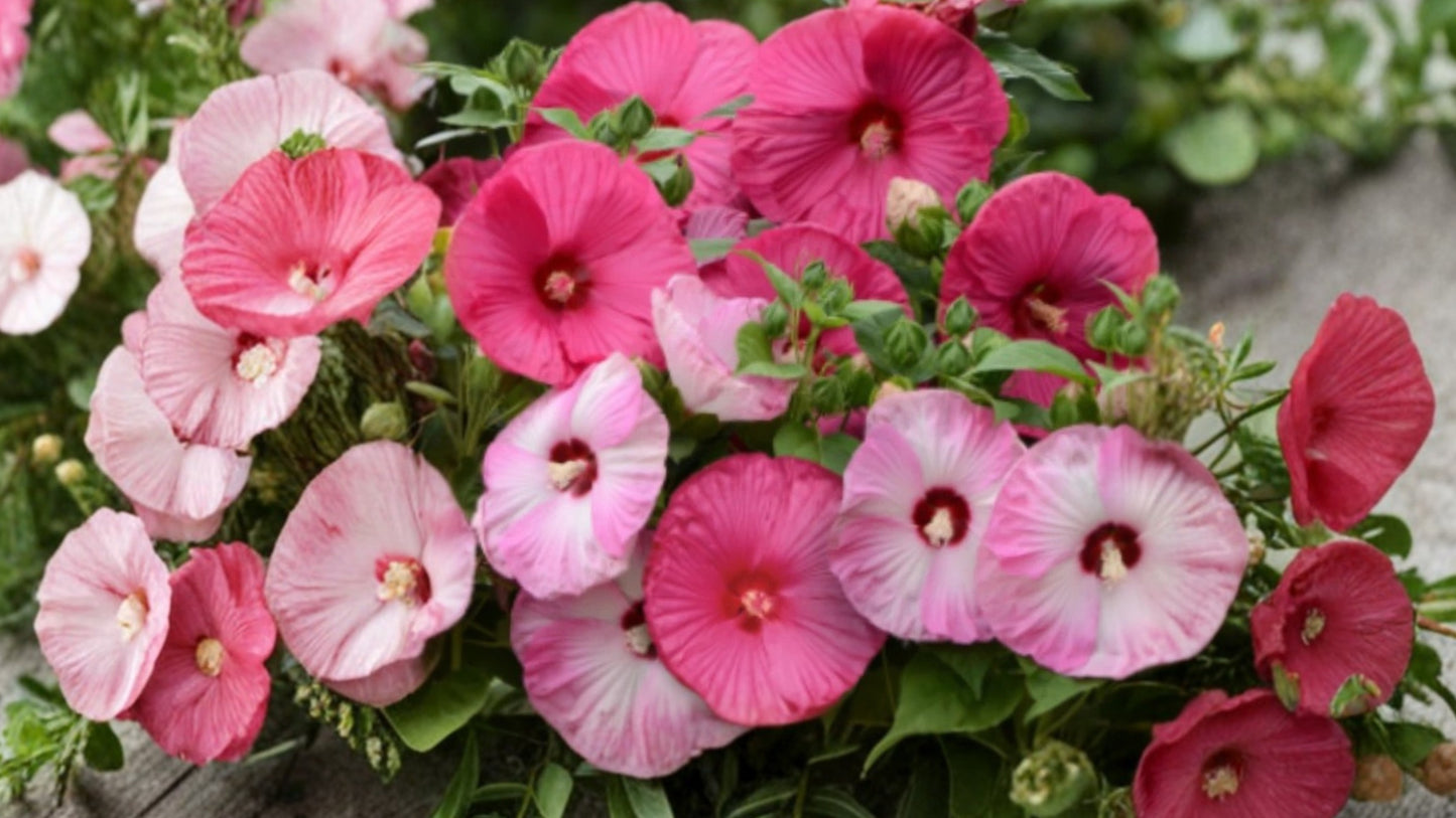 Hibiscus Luna Mix Live Plant – 2–5 Inch Tall Hardy Giant Hibiscus