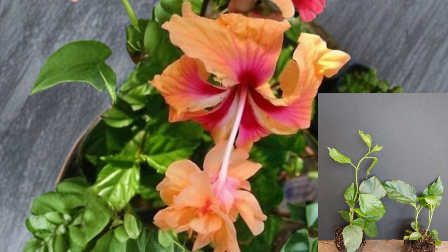 Peach Lion's Tail Tropical Hibiscus Live Plant – Well Rooted