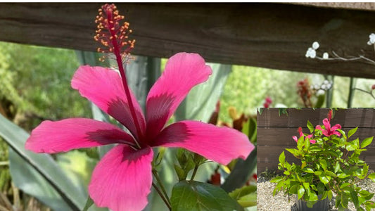 Fiji Islands Hibiscus Live Plant – Hibiscus rosa-sinensis