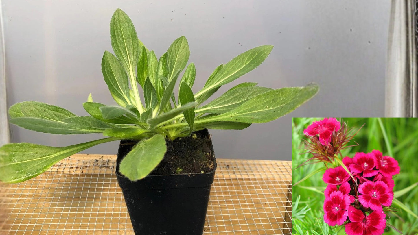 Sweet William Live Flower Seedlings 5–12 in Tall – Dianthus barbatus