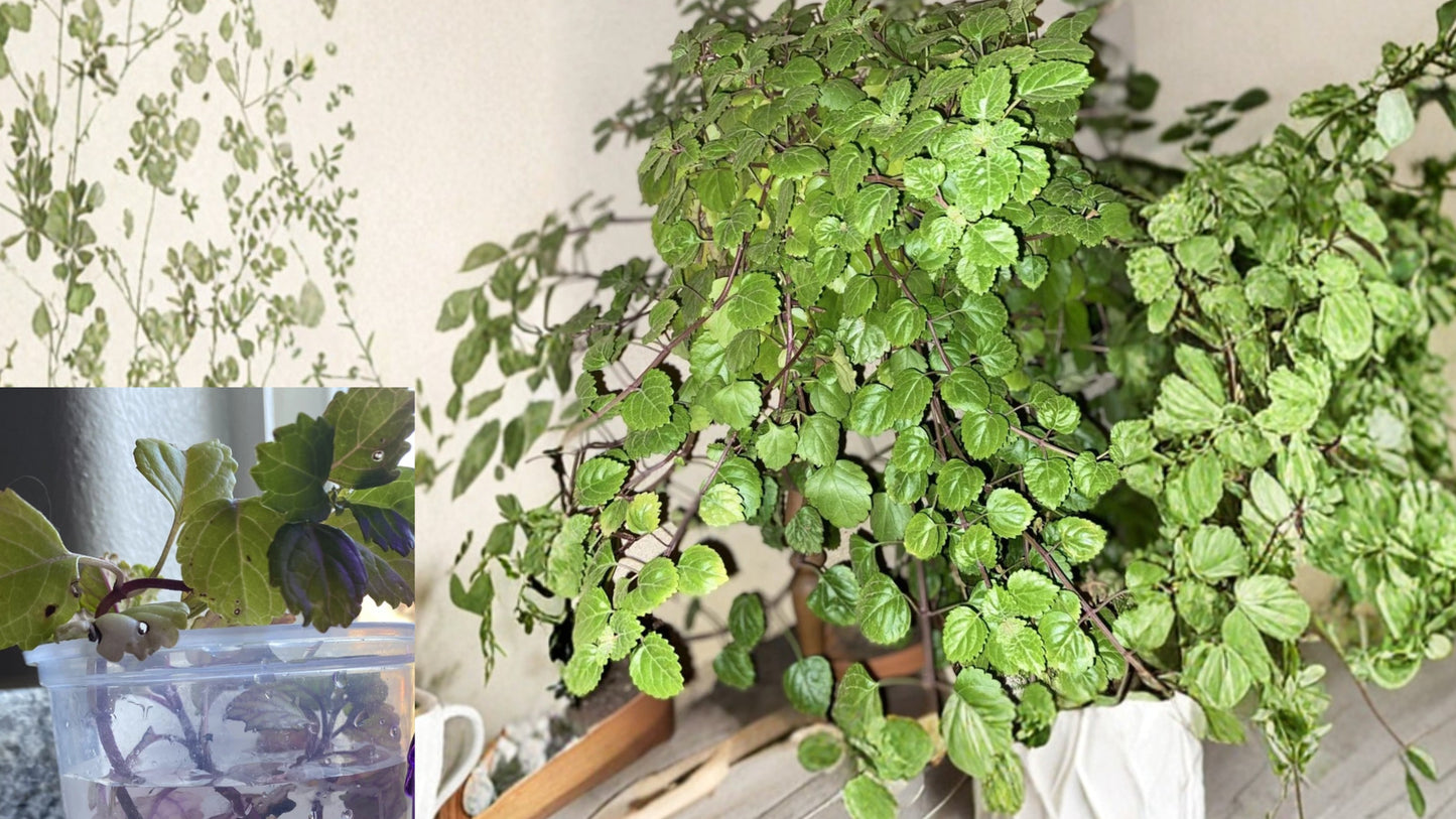 Organic Swedish Ivy 12 Cuttings – Live Starter Cuttings – Plectranthus
