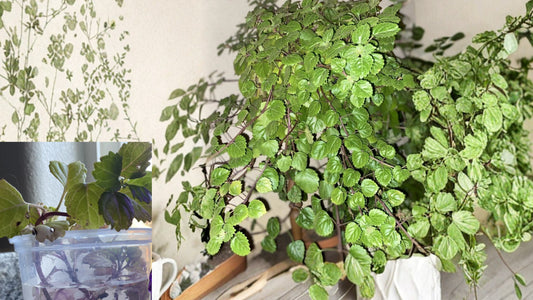 Organic Swedish Ivy 12 Cuttings – Live Starter Cuttings – Plectranthus