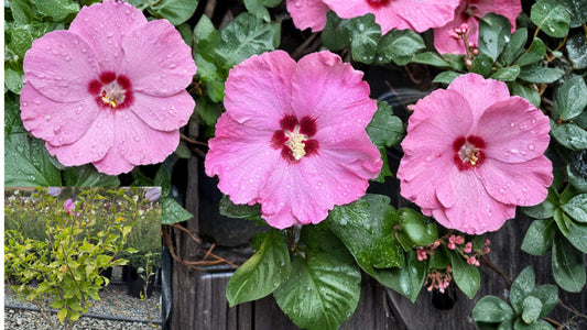 2 Aphrodite Rose of Sharon Bare Root Plants – Hibiscus syriacus