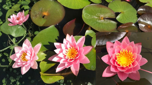 Nymphaea ‘Pink Sensation’ Water Lily – Winter Hardy Sprouted Rhizome