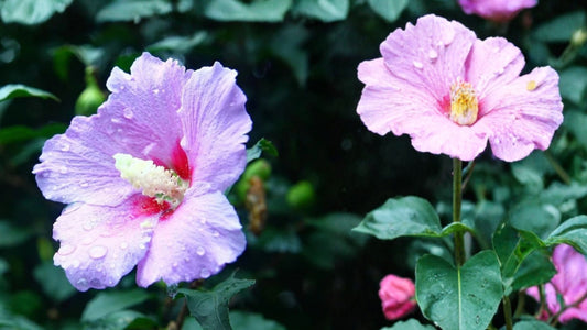 Pink Rose of Sharon Live Plant – 6–13 Inch Bare Root – Hibiscus syriacus