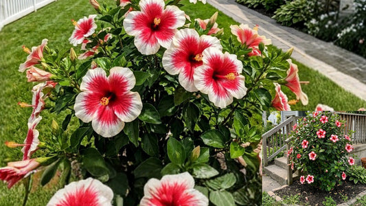 100 Bicolor Red Hibiscus Seeds for Garden Borders and Outdoor Planting