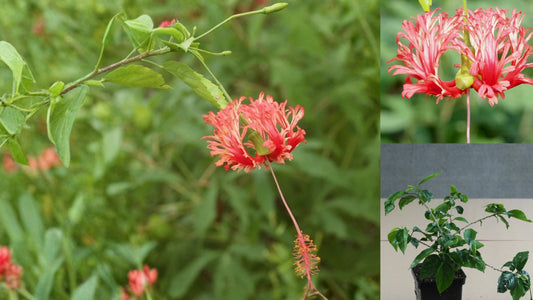 Schizopetalus Tropical Hibiscus – 4.5" Pot – Hibiscus schizopetalus