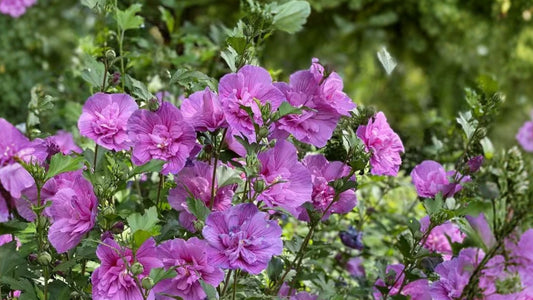 1 Gal. Dark Lavender Chiffon Rose of Sharon Plant – Hibiscus syriacus