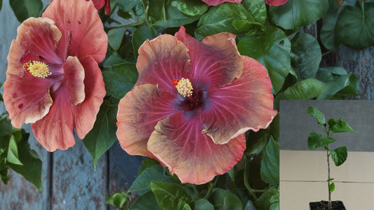 Tahitian Belle Bronze Tropical Hibiscus Live Plant – 4.5-Inch Pot