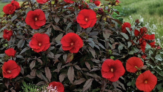 Midnight Marvel Hardy Hibiscus Live Potted Plant – 2.5-Inch Pot