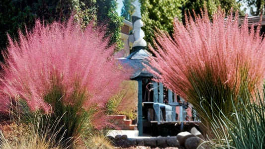 Pink Muhly Grass Live Starter Plant – Muhlenbergia capillaris