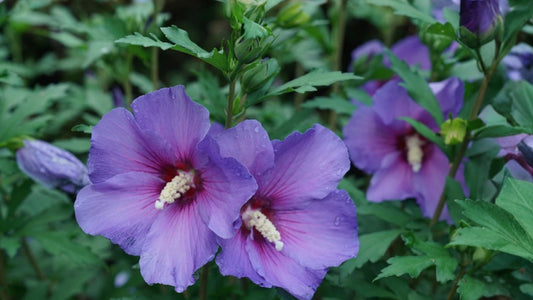 1 Purple Althea Rose of Sharon Bare Root Live Plant – Hibiscus syriacus